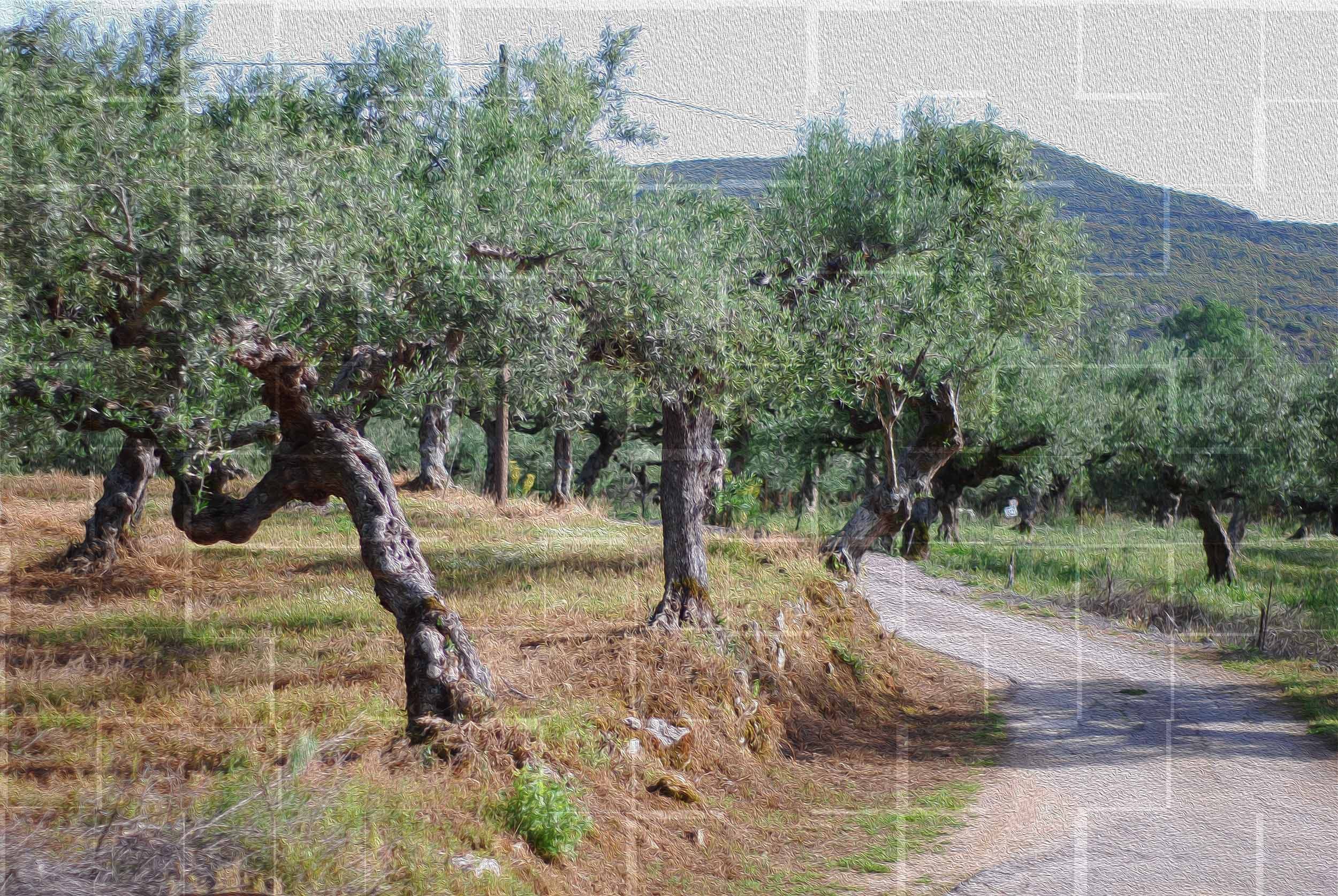 Strada sterrata attraverso l’uliveto di famiglia