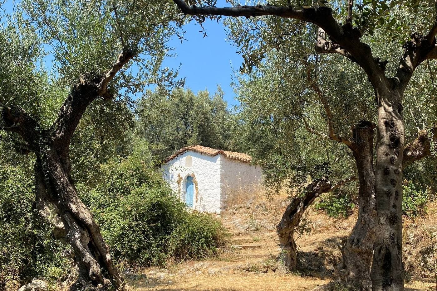 Ένα μικρό λευκό ξωκλήσι ανάμεσα σε παλιές ελιές στη Μάνη της Μεσσηνίας