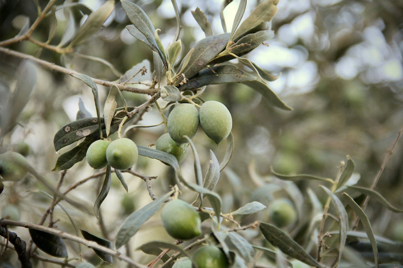 Πράσινες ελιές στο κλαδί μιας ελιάς